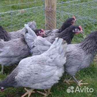 Куры годовалые и молодки