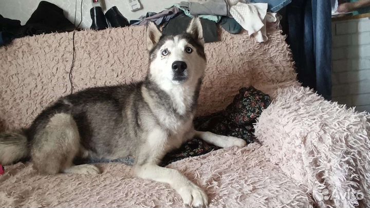 Сибирский хаски