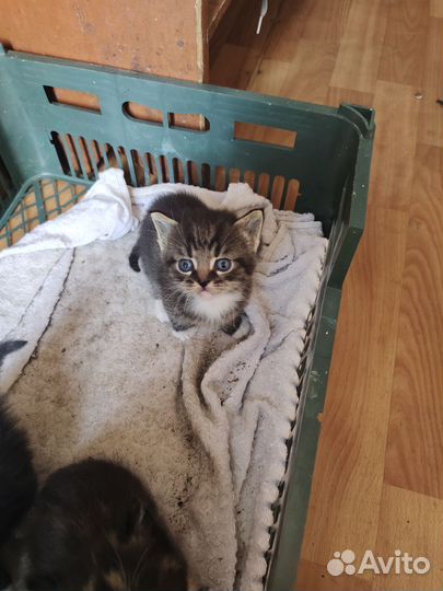 Отдам котят в добрые руки