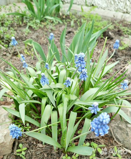 Многолетние садовые растения