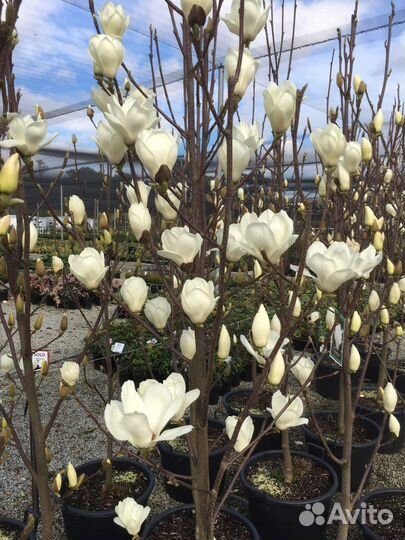 Магнолия маньчжурский веер диаметр цветка 25 см мо