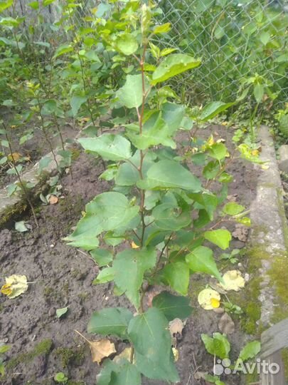 Абрикос (саженец)