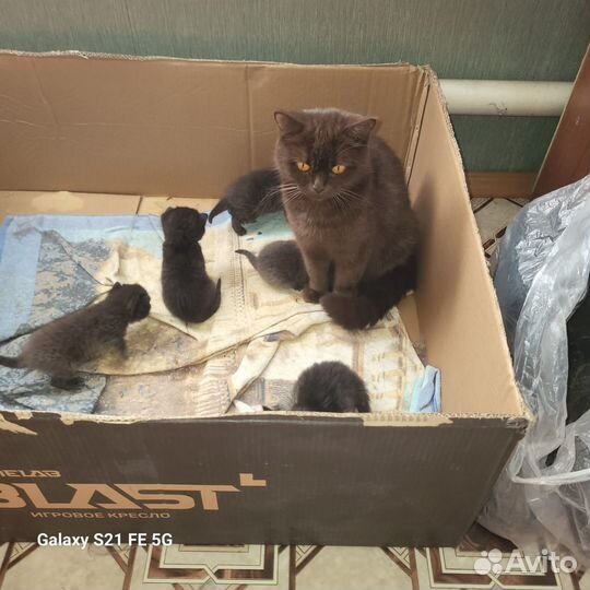 Шотландские котята