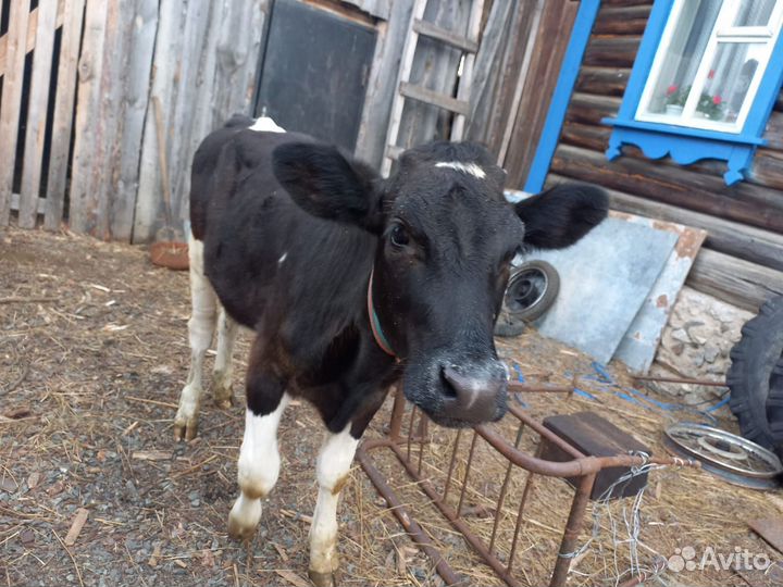 Корова дойная