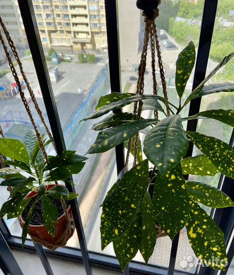 Кротон аукуболистный