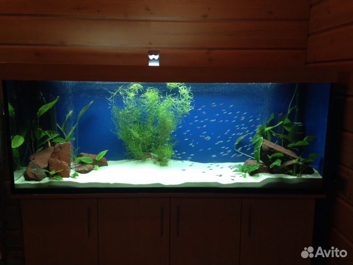 Обслуживание (чистка) аквариумов