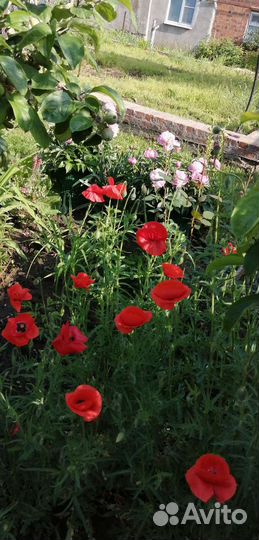 Семёна декоративного мака. Однолетка