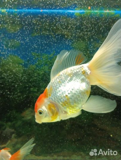 Золотая рыбка