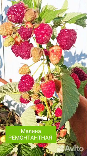 Цветы, клубника, малина, смородина