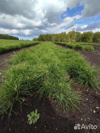 Сеянцы сосны зкс и окс