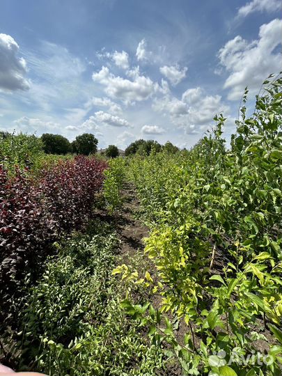 Саженцы плодовых деревьев