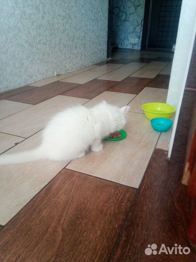 Котёнок беленький