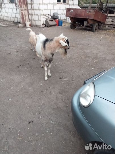 Продам козла