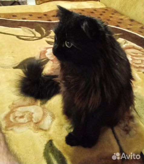 Кот Пусик