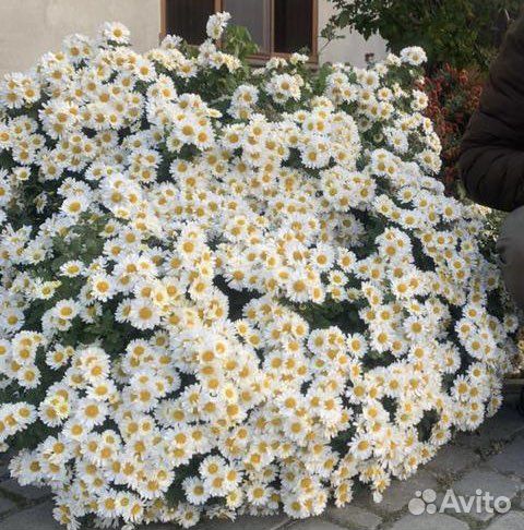 Хризантема