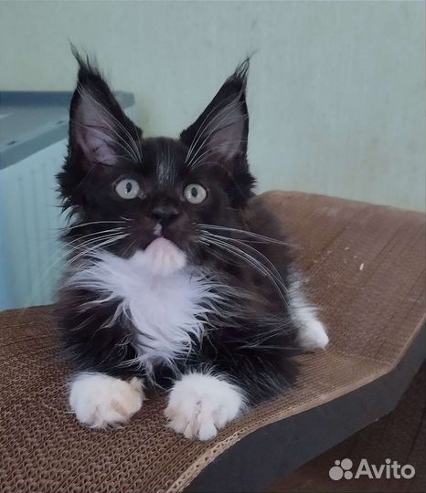 Мейн-кун с родословной