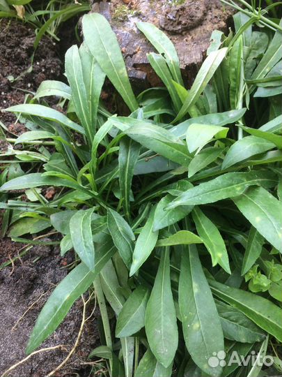 Колокольчики цветы