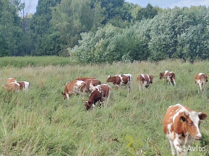 Телята бычки и телки, телки, нетели