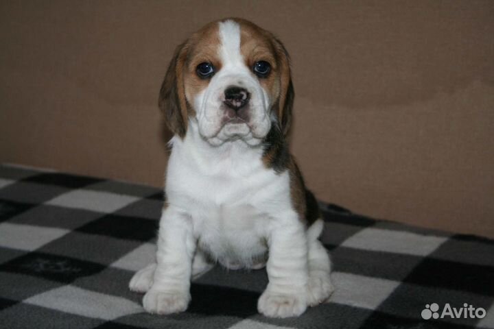 Щенки бигль