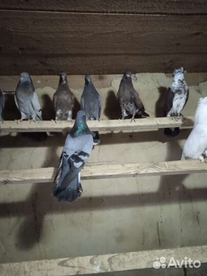 Голуби
