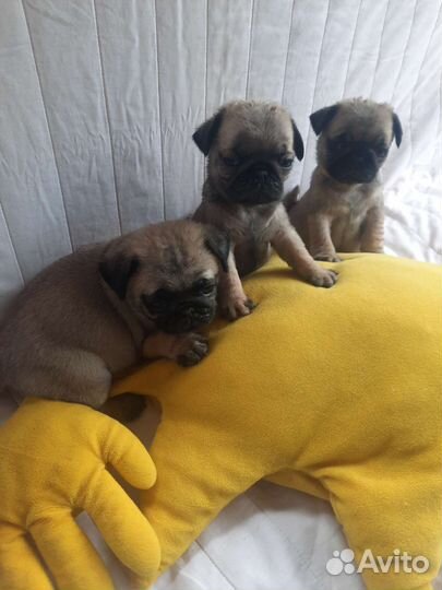 Щенки мопса