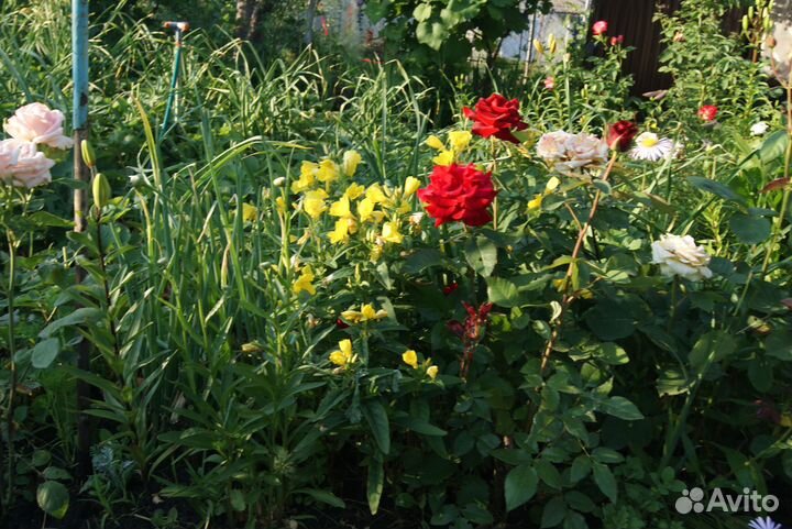 Многолетники