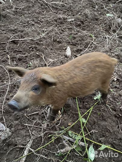 Поросята венгерской мангалицы