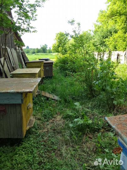 Пчелосемьи с ульями