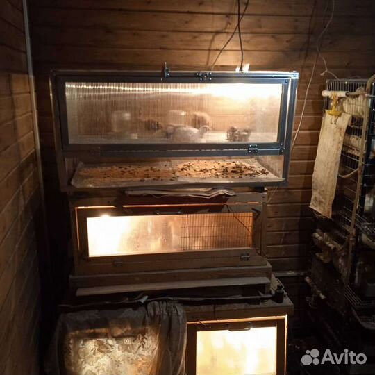 Техасский перепел