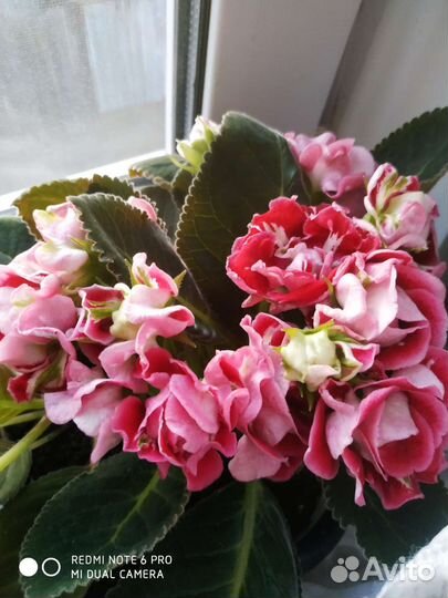 Глоксиния махровая