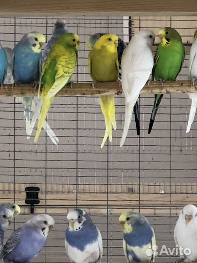 Волнистый попугай самка