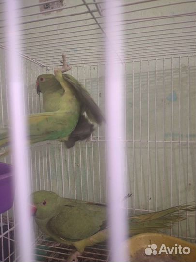 Птенцы ожелелики.попугаи.птенец кореллы