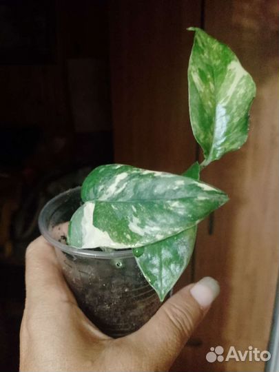 Эпипремнум пиннатум вайт