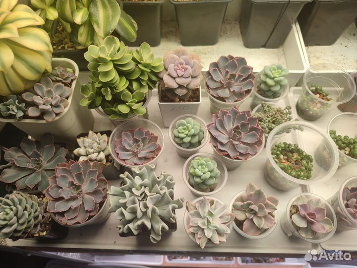 Суккуленты