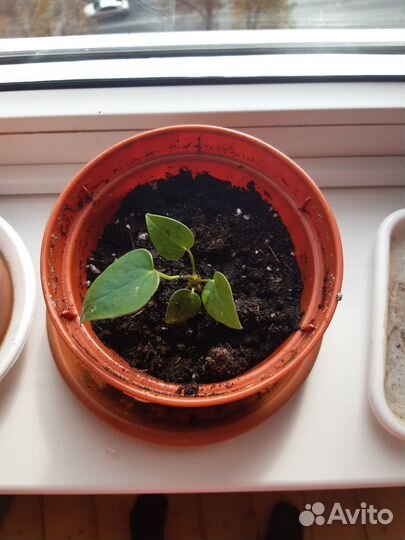 Цветок мужское счастье