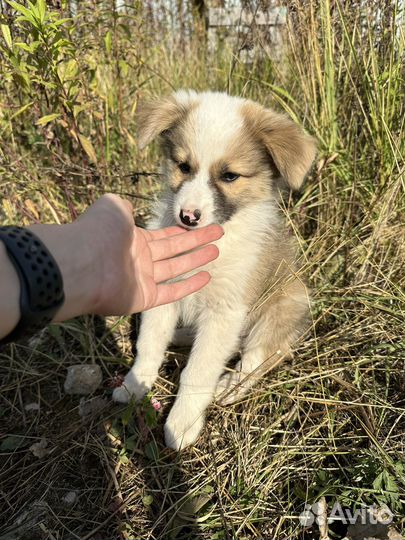 Щенки бесплатно