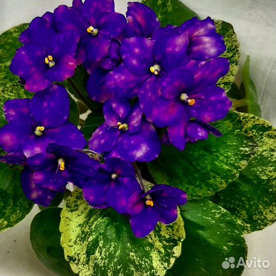 Сортовые фиалки