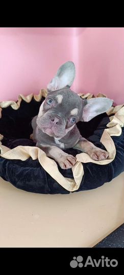 Голубоглазые сестренки с родословной