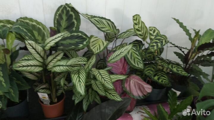 Калатея разные сорта