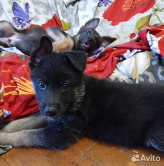 Немецкая овчарка. Метисы. Щенки