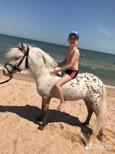 Аппалуза пони