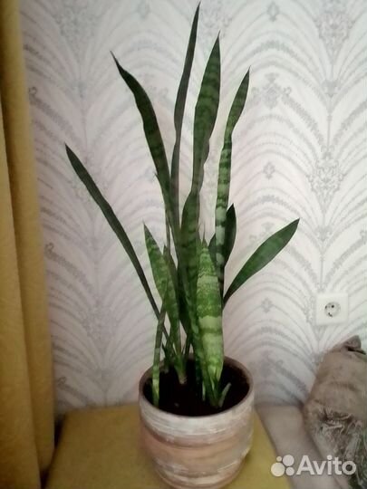 Сансевиерия Щучий хвост
