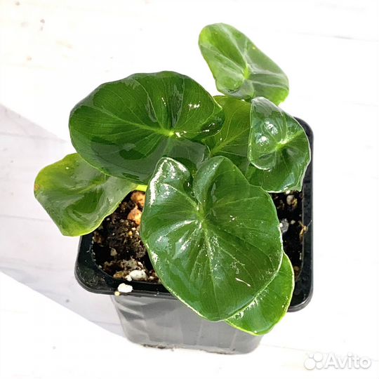 Филодендрон Атом