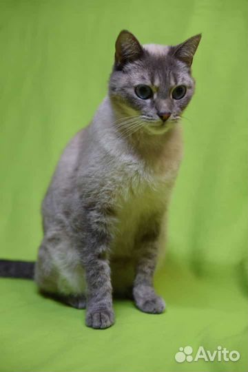 Спасенная с улицы красотка ищет дом