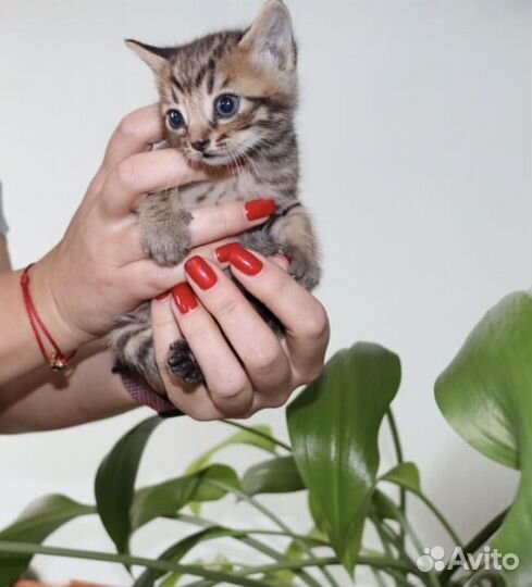 Котята в добрые руки даром