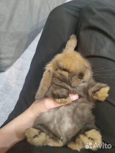 Кролик минилоп девочка