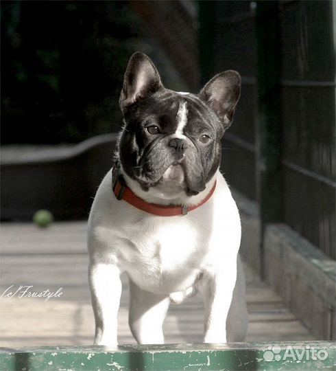 Кобель для вязки, кобели Чемпионы