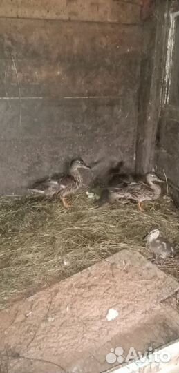 Подсадные утки