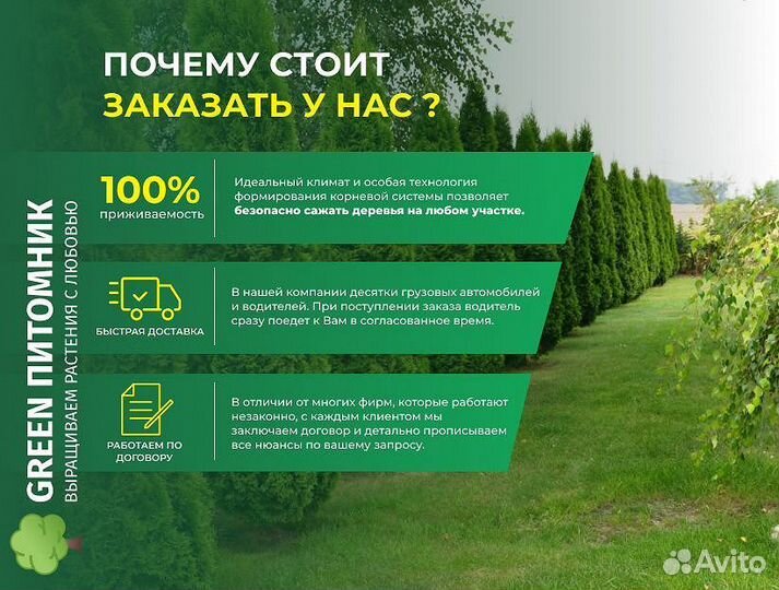 Туи садовые