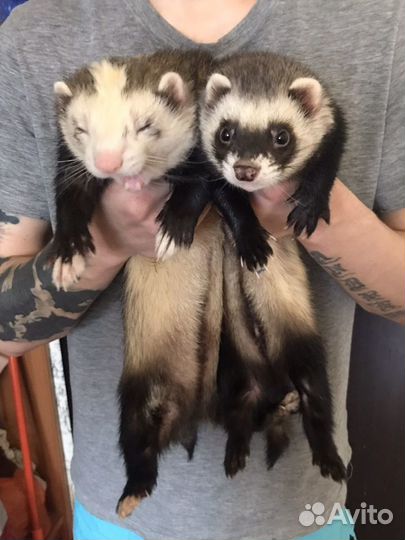 Передержка грызунов